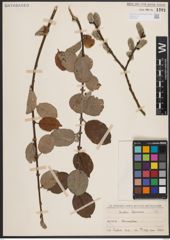 Foto von Salix caprea L.